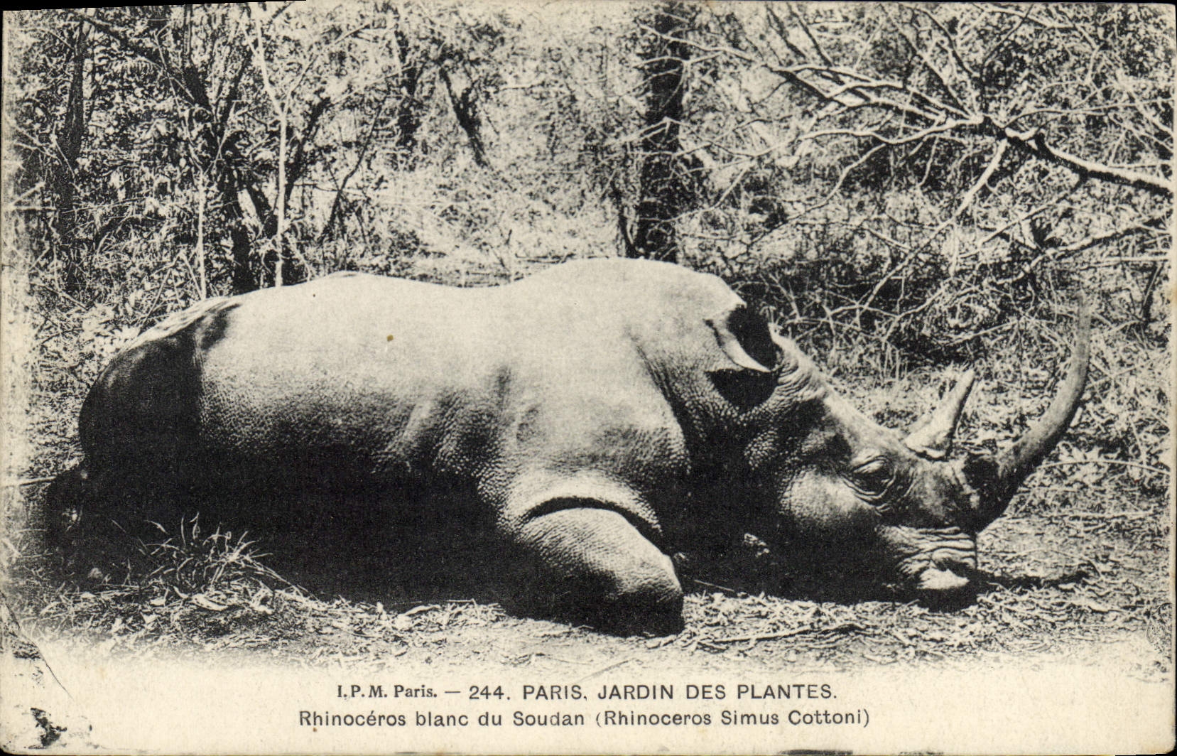 Vintage Postcard Paris Botanical garden White Rhinoceros of Sudan