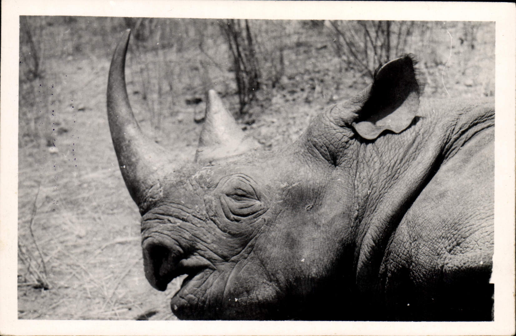 CPA Cameroun Rhinoceros 