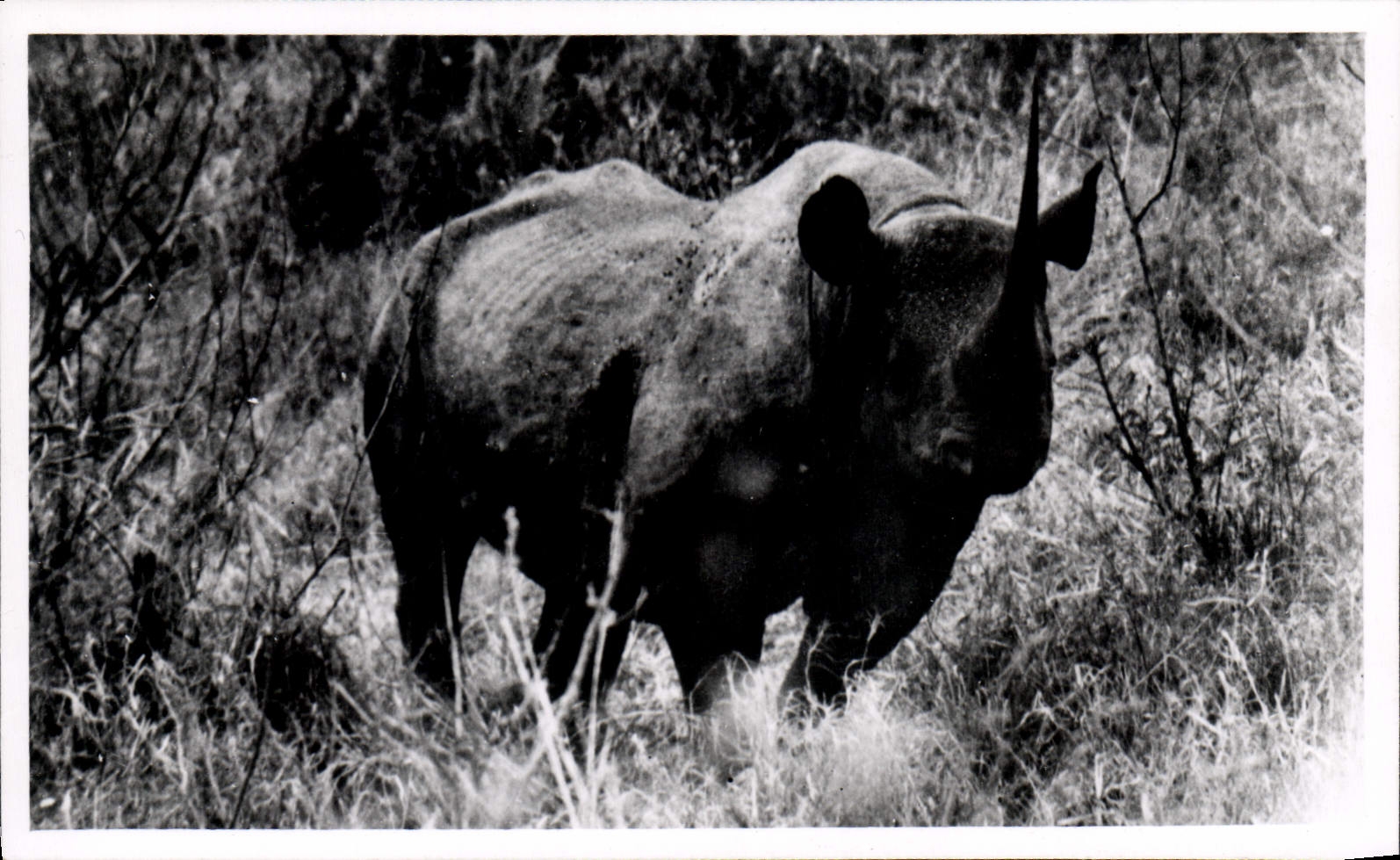 CPA Rhinoceros 