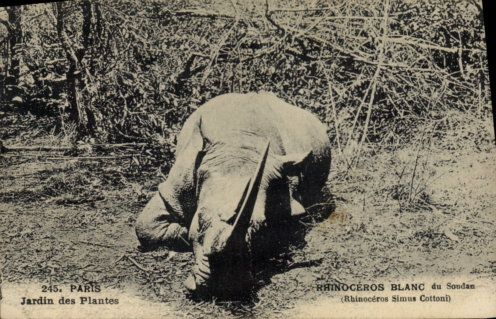 CPA Paris Jardin des Plantes Rhinoceros Blanc du Soudan 