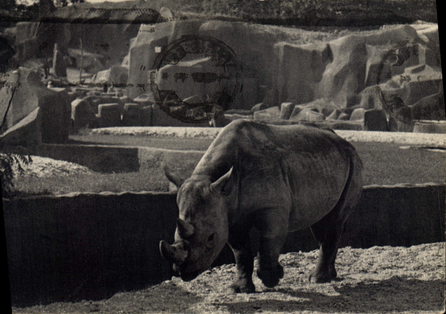 Vintage Postcard Zoological gardens of the Wood of Vincennes Zoo Rhinoceros of Africa