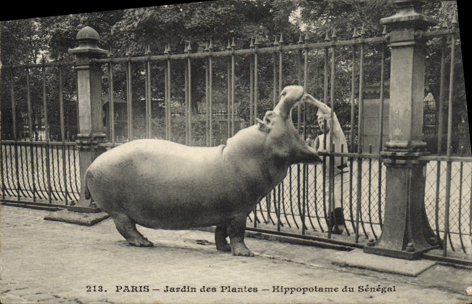 Vintage Postcard Paris Botanical garden Hippopotamus of Senegal