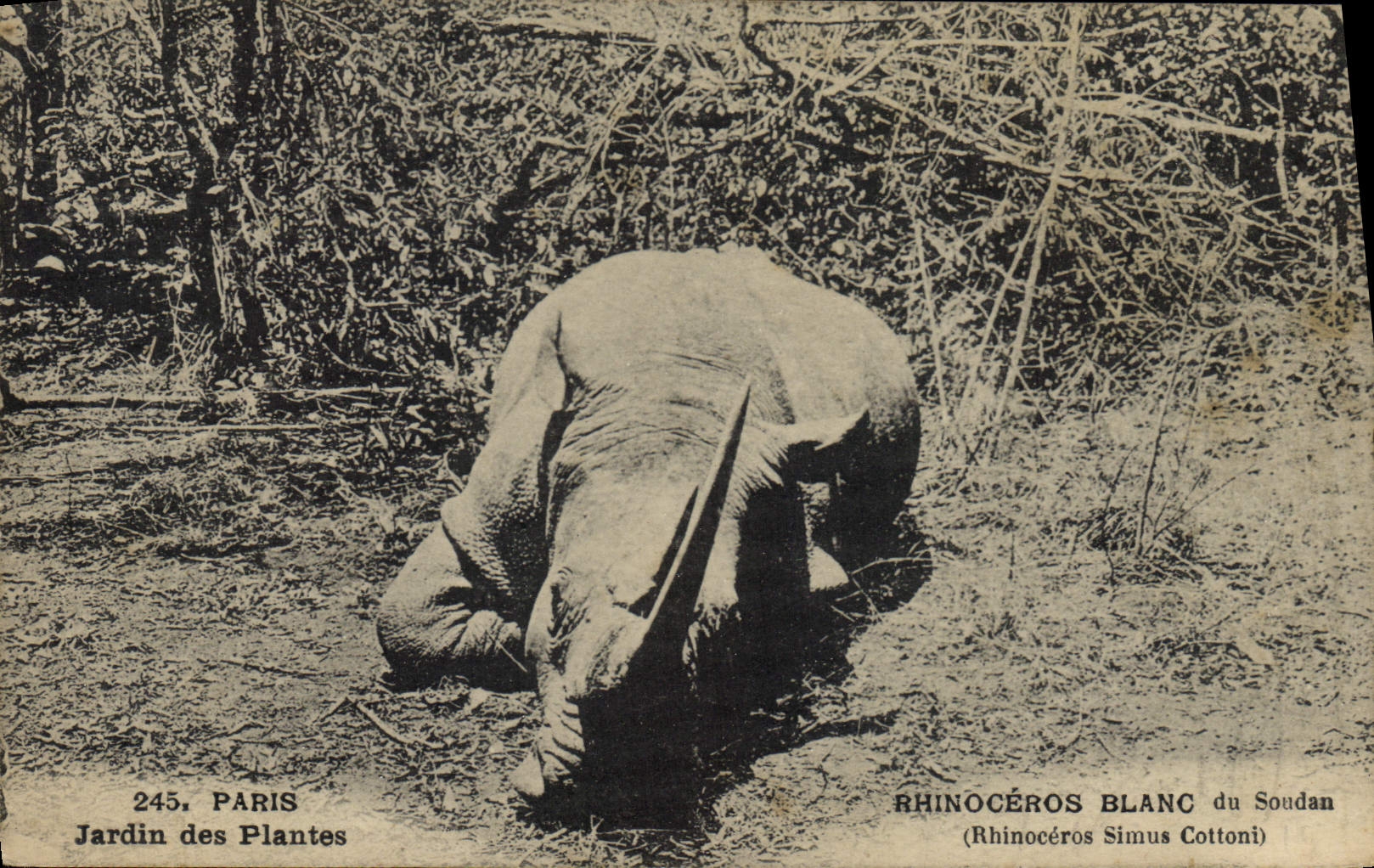 CPA Paris Jardin des Plantes Rhinoceros Blanc du Soudan 
