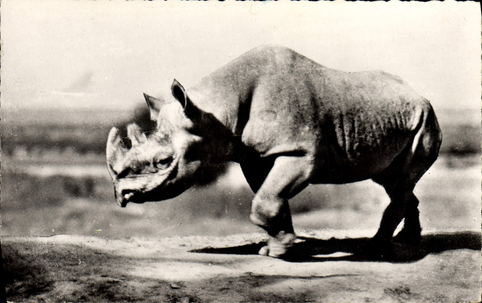 Vintage Postcard black Rhinoceros