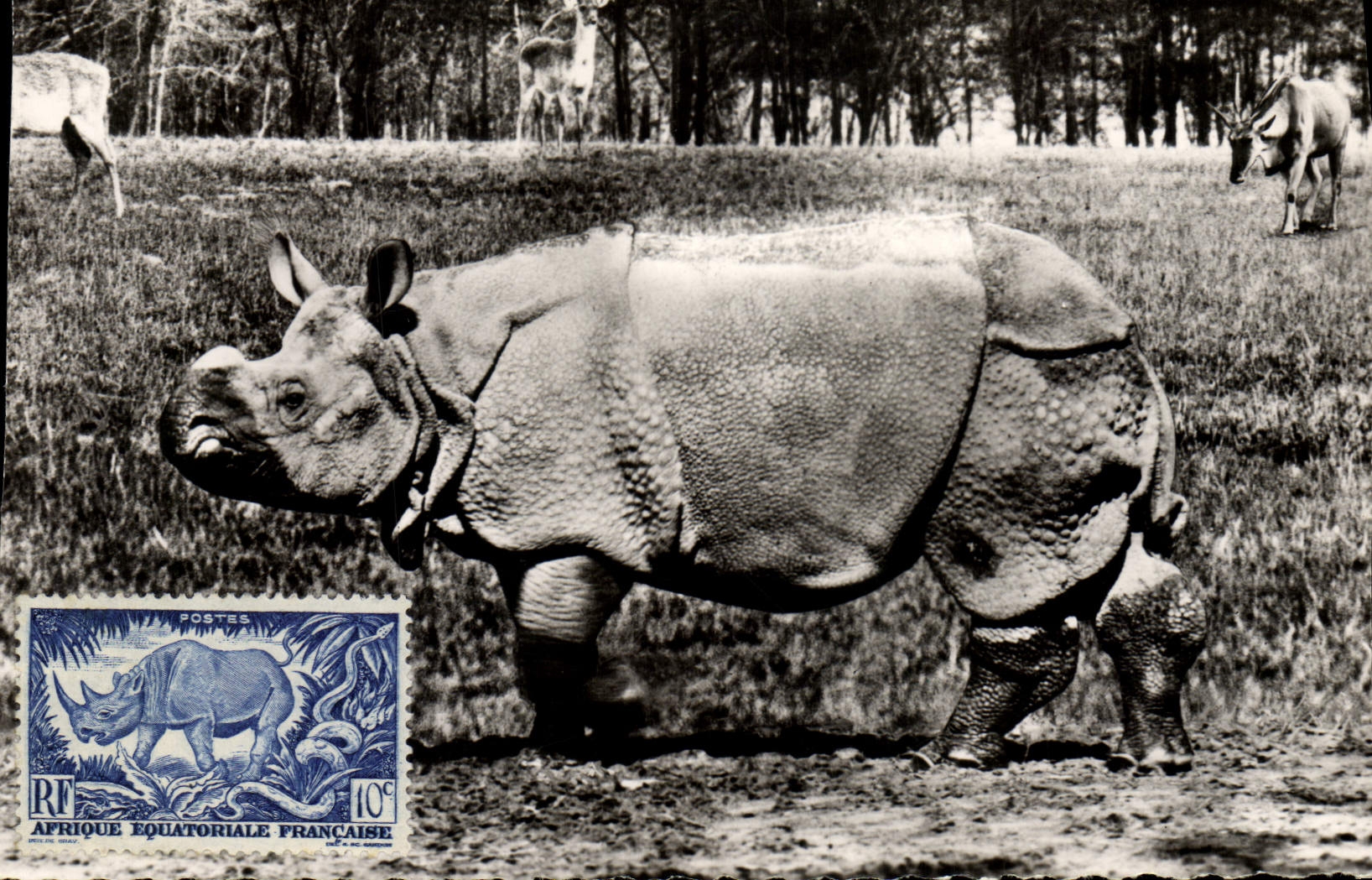 CARTE MAXIMUM Rhinoceros 
