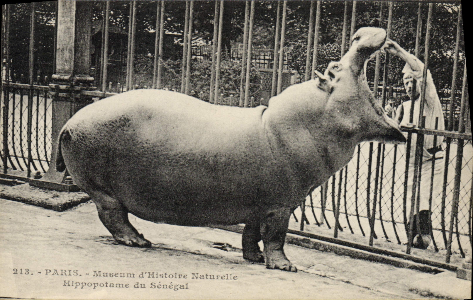 Vintage Postcard Paris Hippopotamus of Senegal