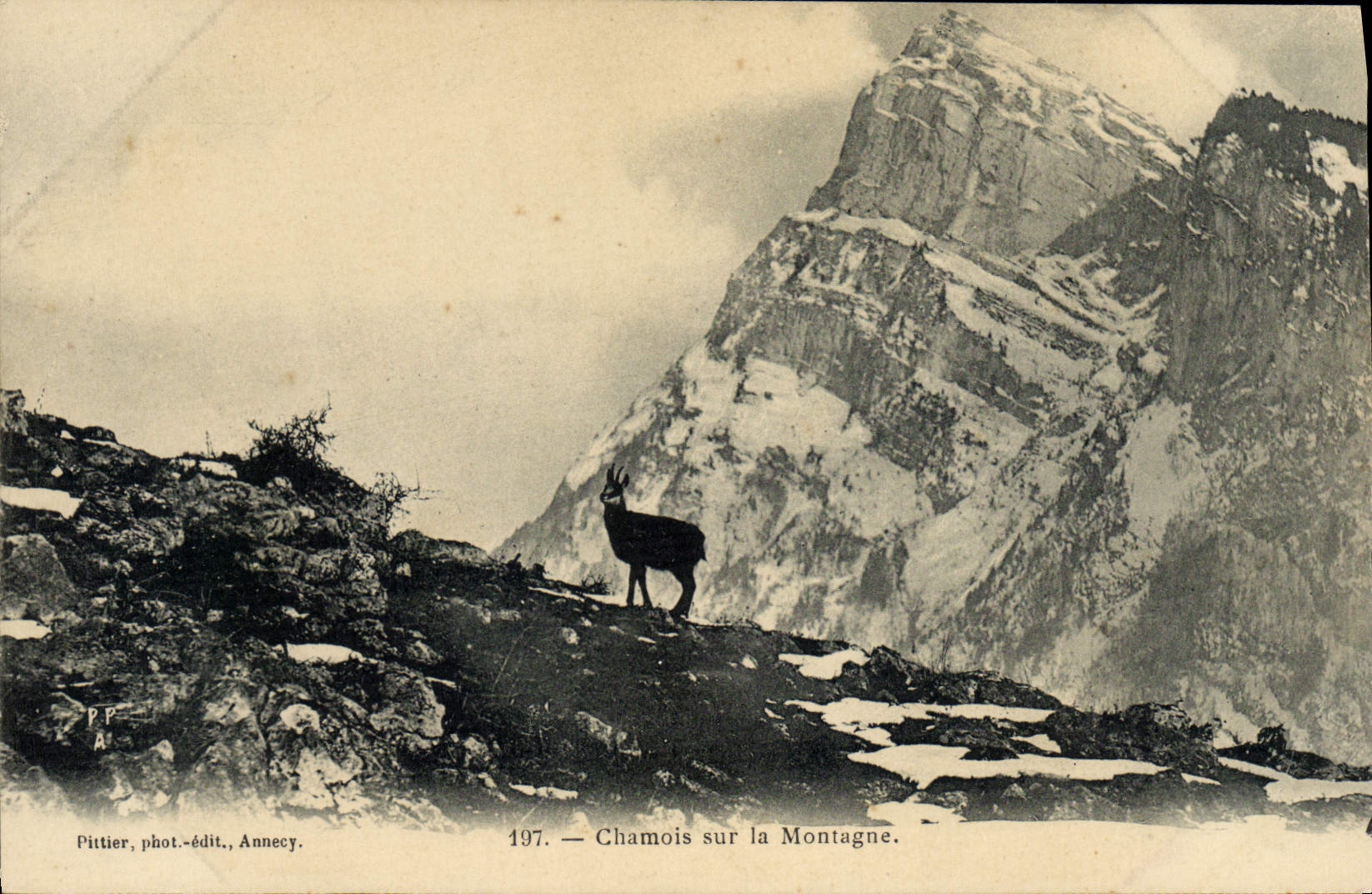 Vintage Postcard Chamois on the mountain
