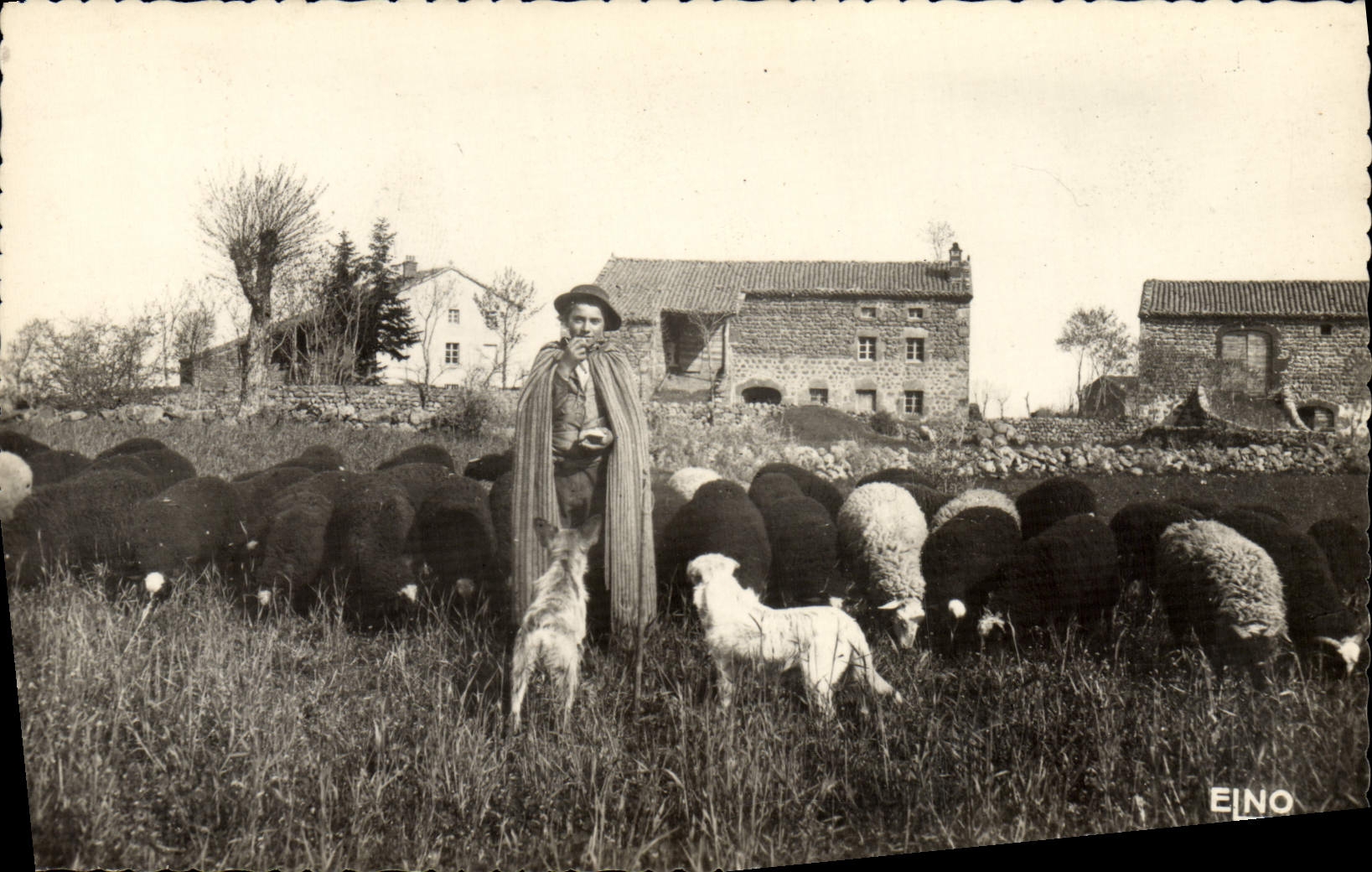 Vintage Postcard the shepherd of the village Sheep