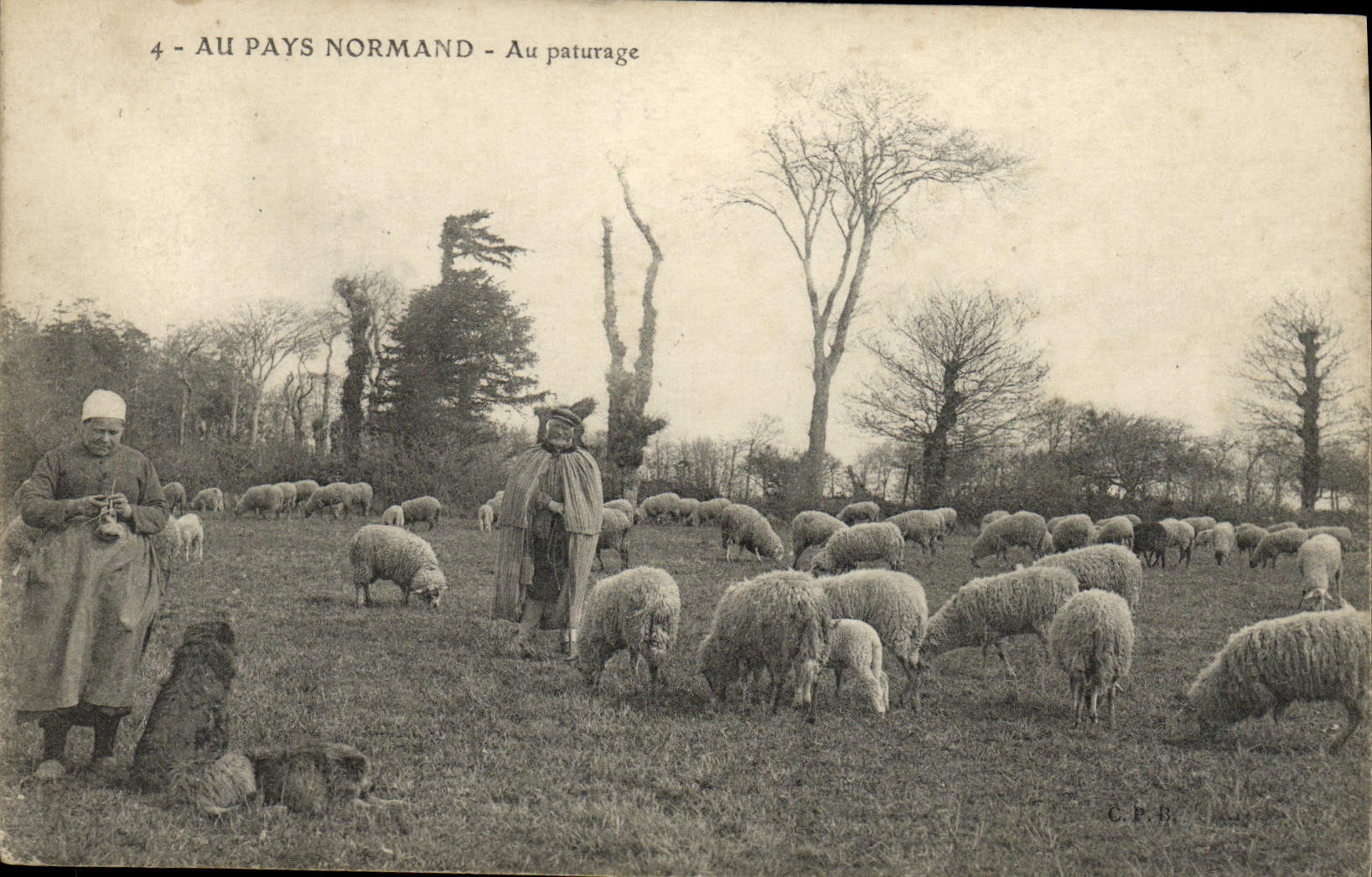 Vintage Postcard With the Norman Country With the pasture Sheep