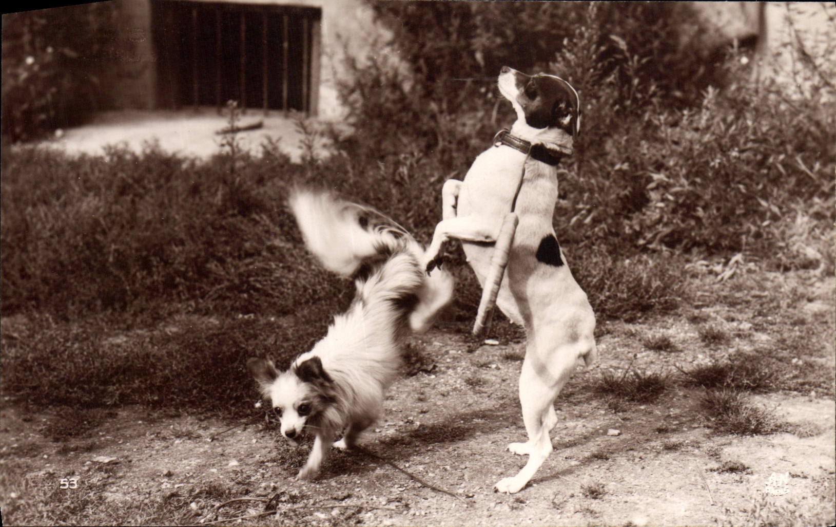 Postal Perros amaestrados el salto de los aros Perro