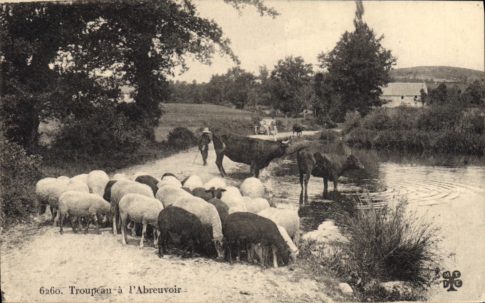 CPA Troupeau a l'abreuvoir Moutons Vaches 