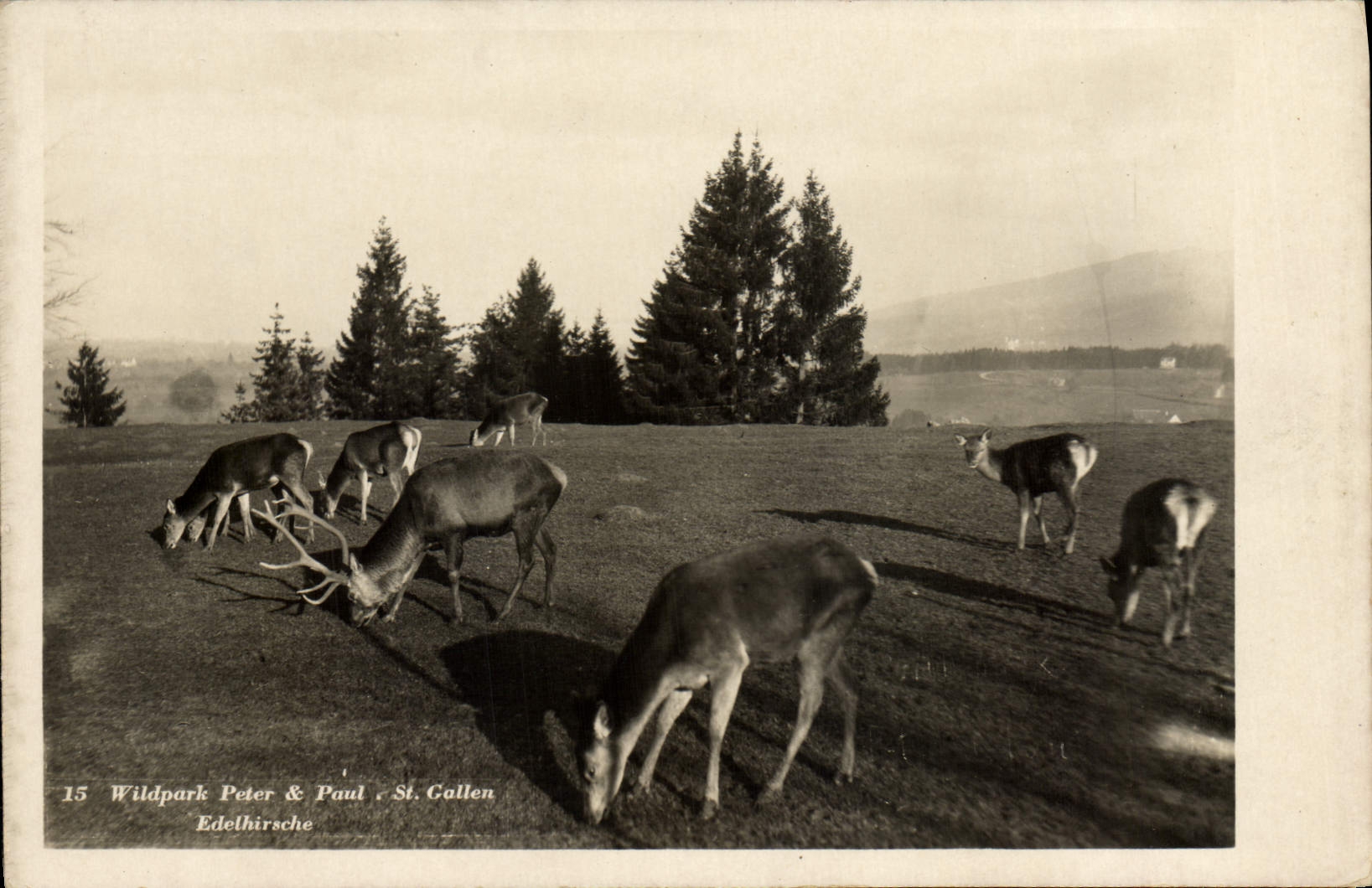 CPA Wildpark peter é paul St Gallen Edelhirsche 