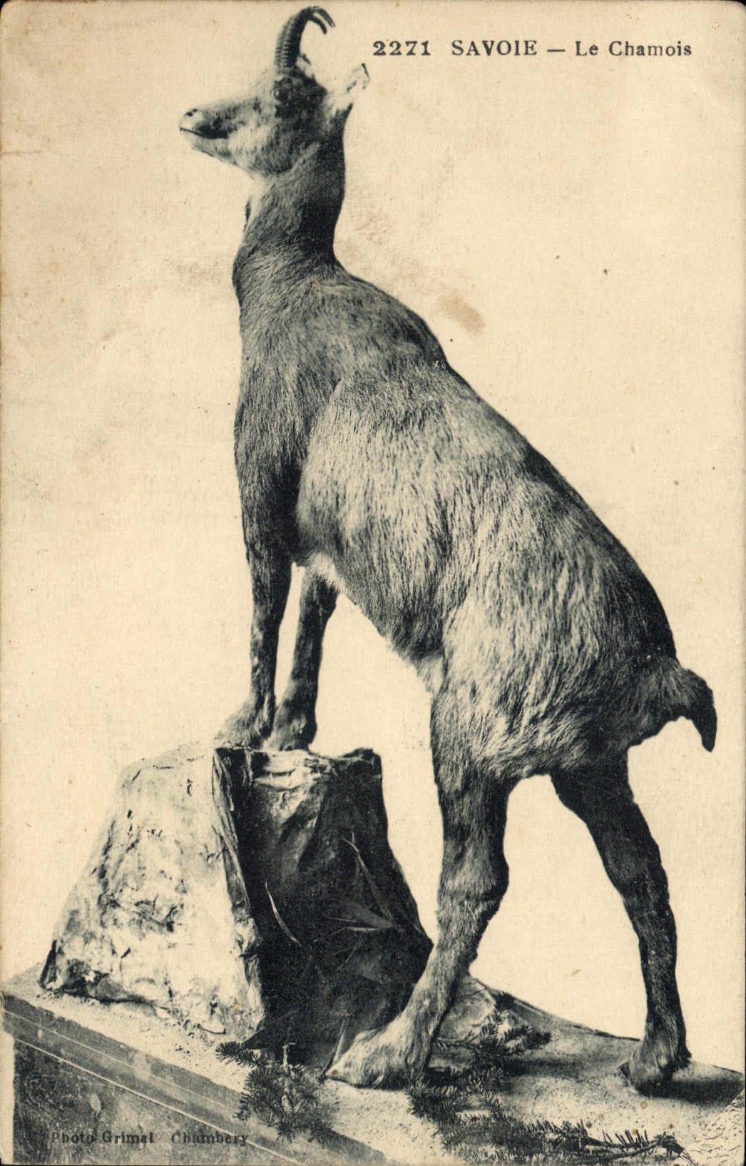 CPA Savoie Le chamois 