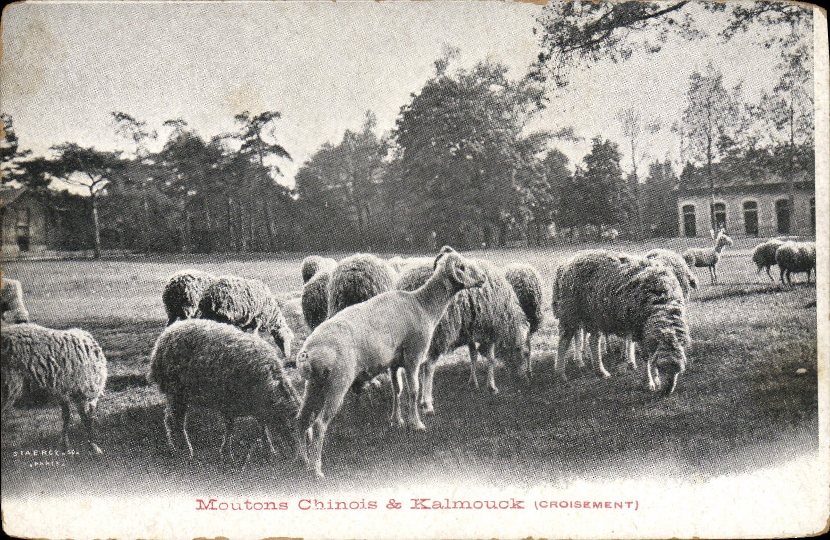 CPA Moutons chinois & Kalmouck Croisement