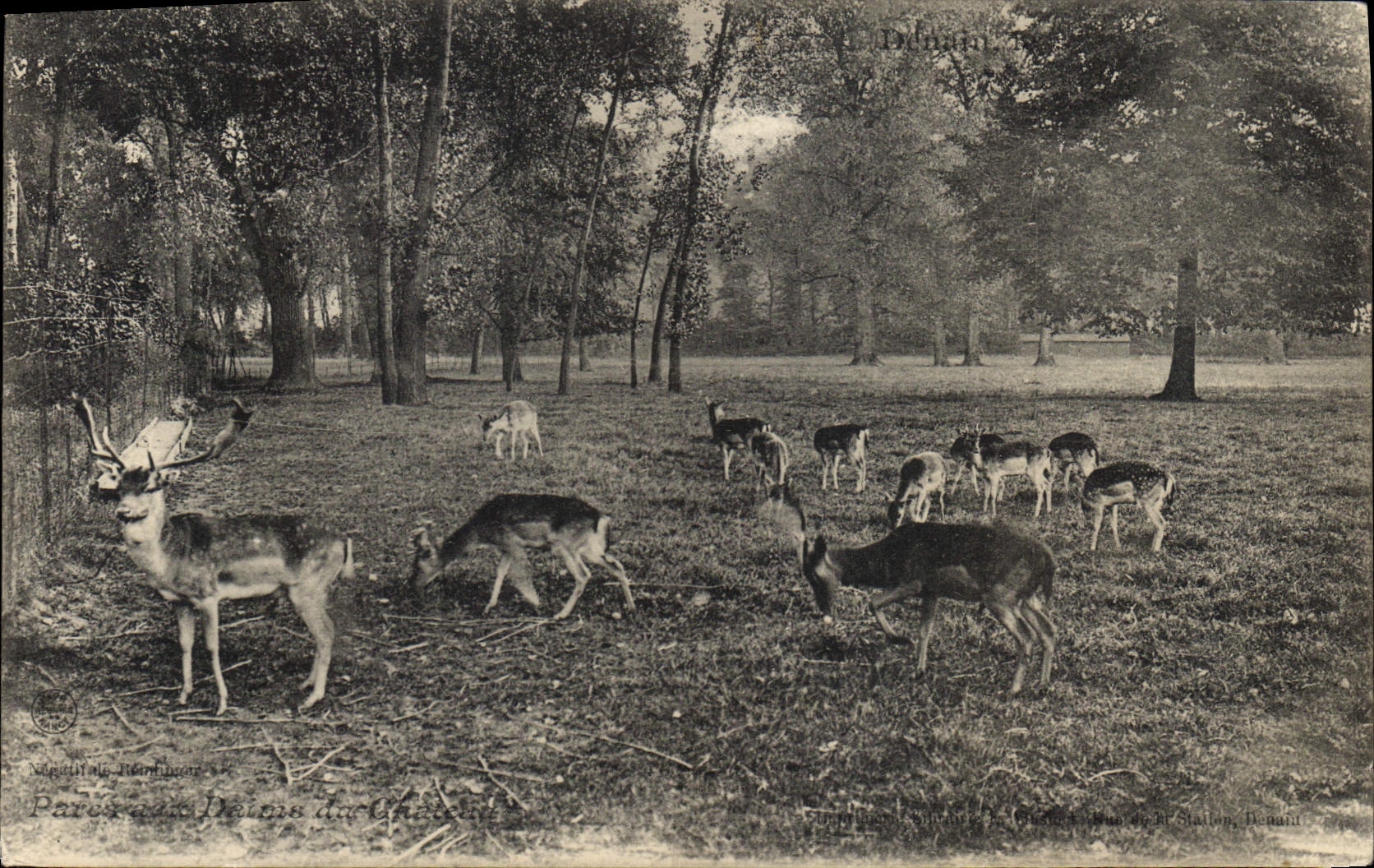 CPA Parc aux daims du cahteau Denain
