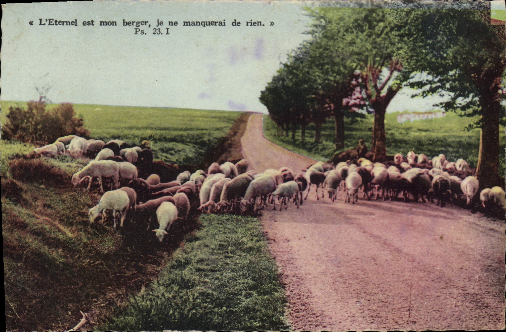 CPA Moutons Berger 