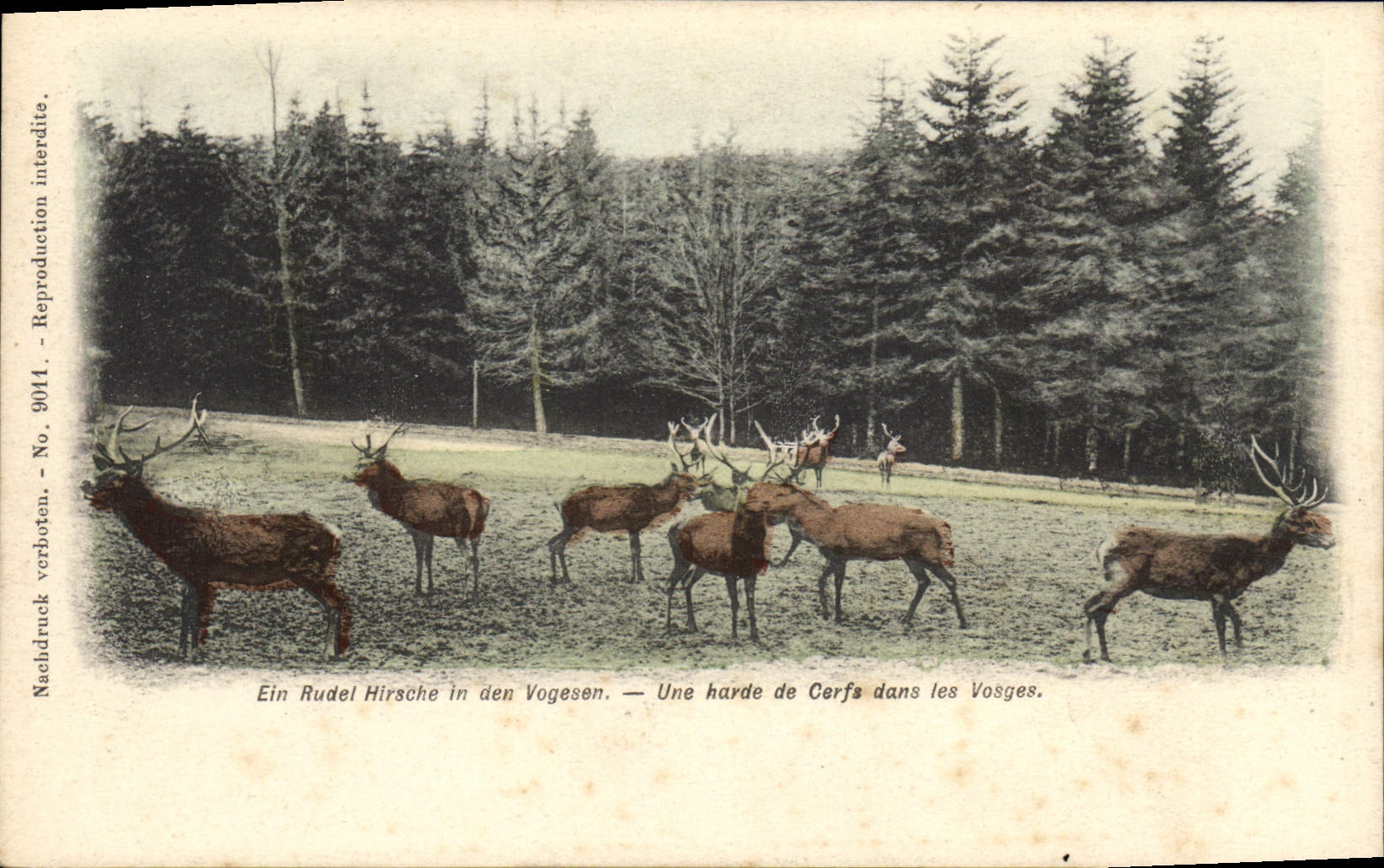 Postal una manada de ciervos en los Vosgos