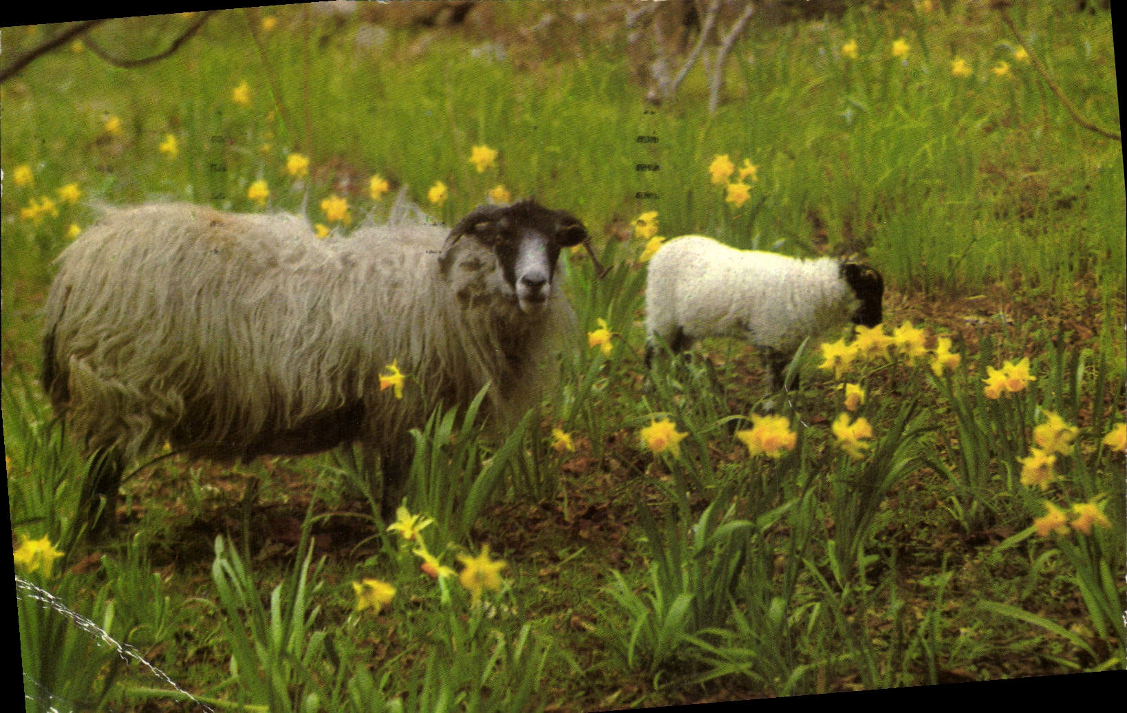 CPM Black Faced sheep of the Scottish Highlands 