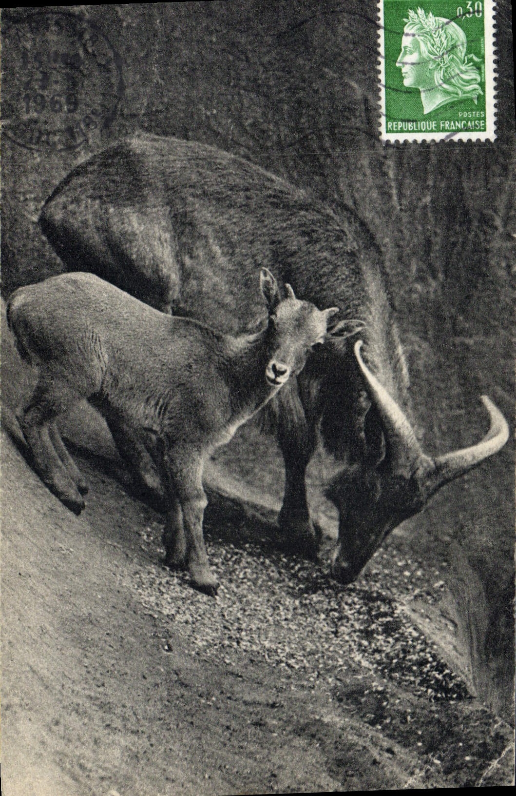 CPA Zoo Vincennes Un mouglon a manchettes et son petit Afrique du Nord 