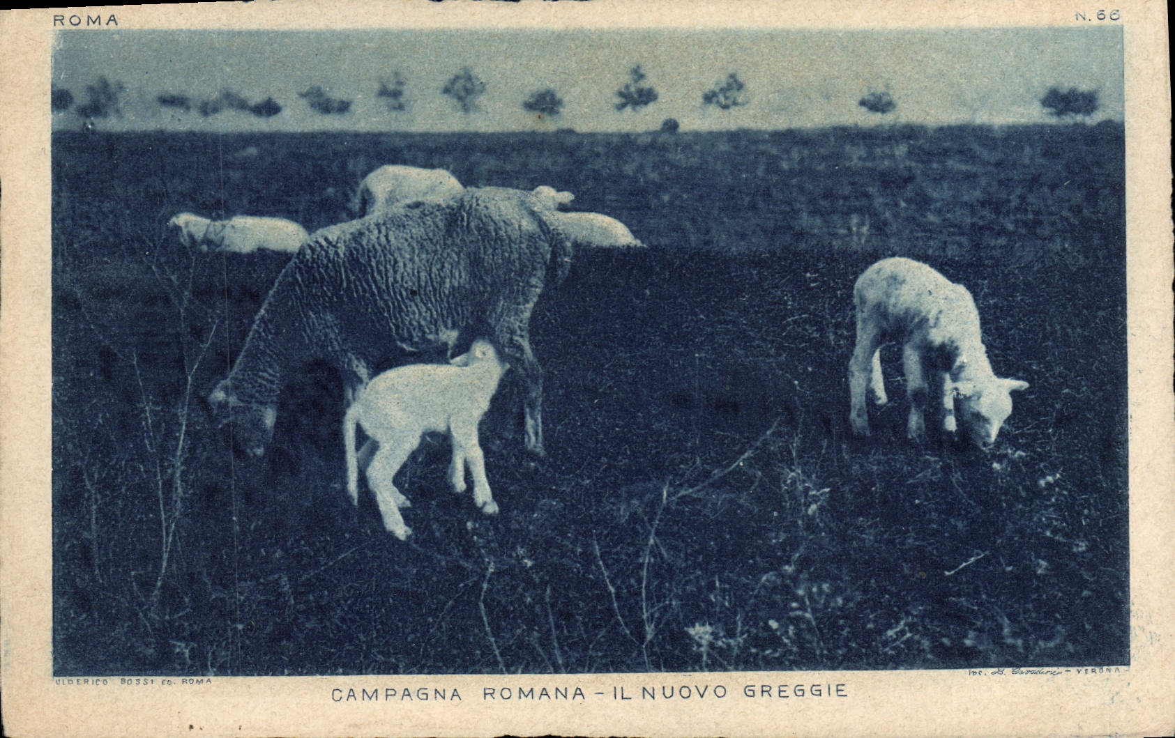 CPA Campagna Romana Moutons 