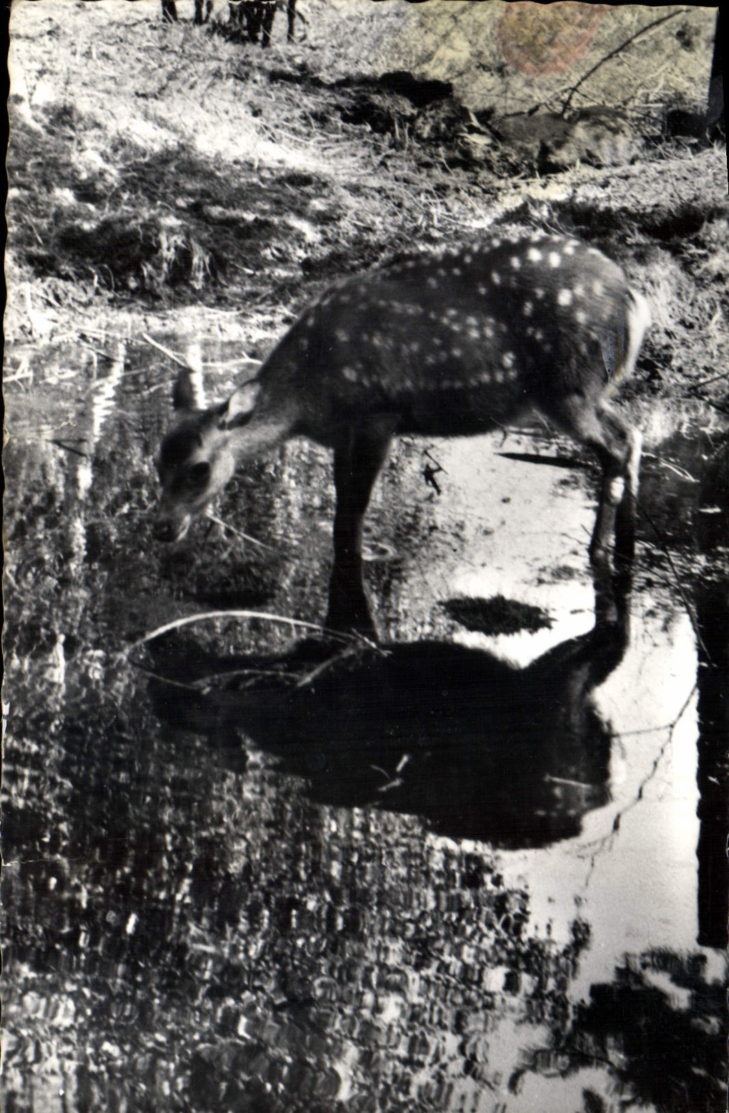 CPM Parc zoologique Alpin Les Marecottes le cerf 