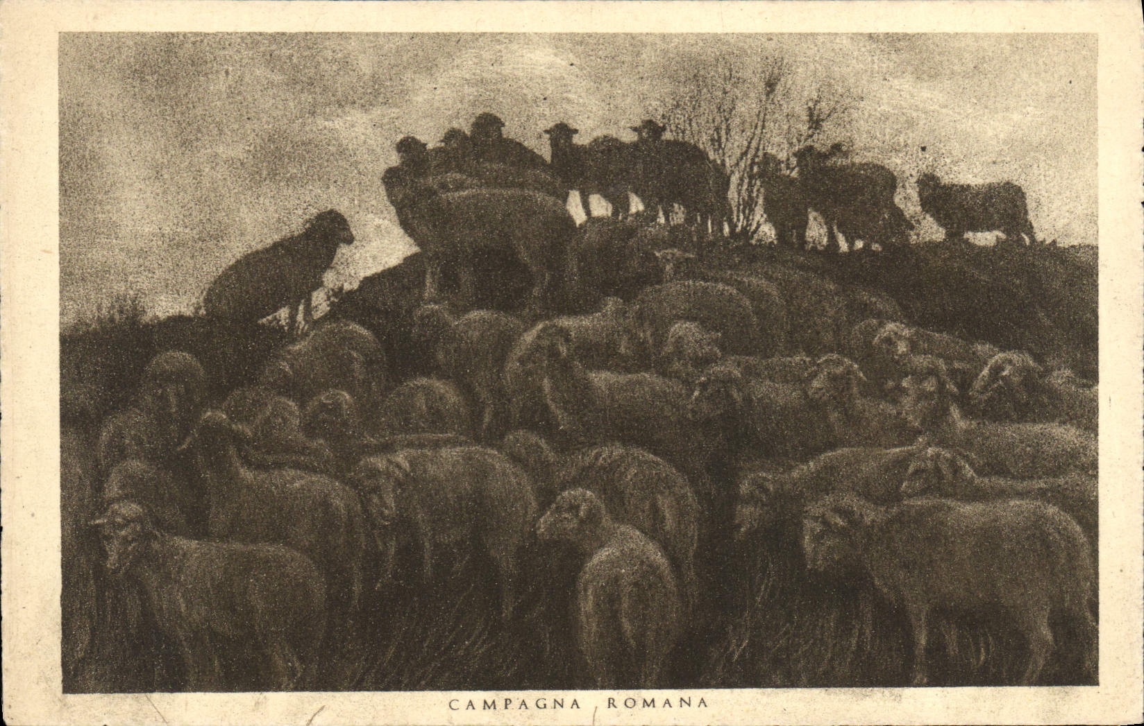 CPA Campagna Romana moutons 