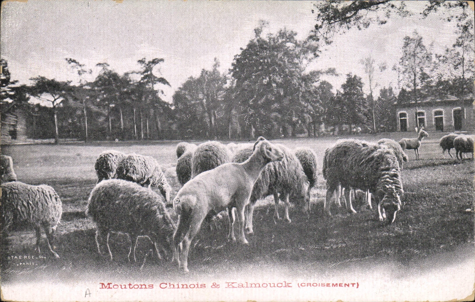CPA Moutons chinois et Kalmouck Croisement 