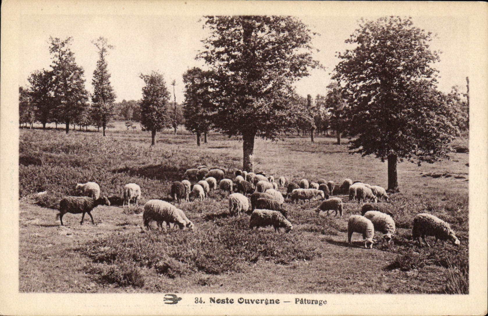 CPA Noste Ouvergne Paturage Moutons Auvergne 