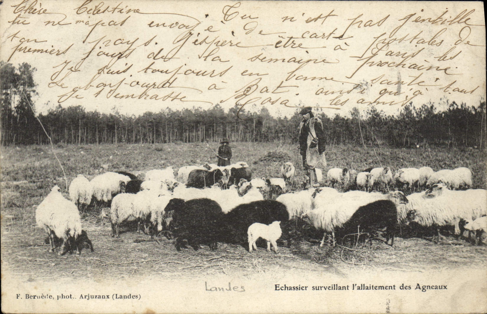 Vintage Postcard Folklore Wader supervising the breast feeding of the lambs Sheep