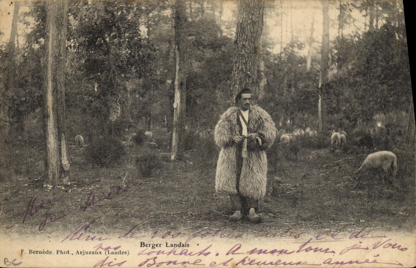 Vintage Postcard Folklore Shepherd from the Landes Sheep
