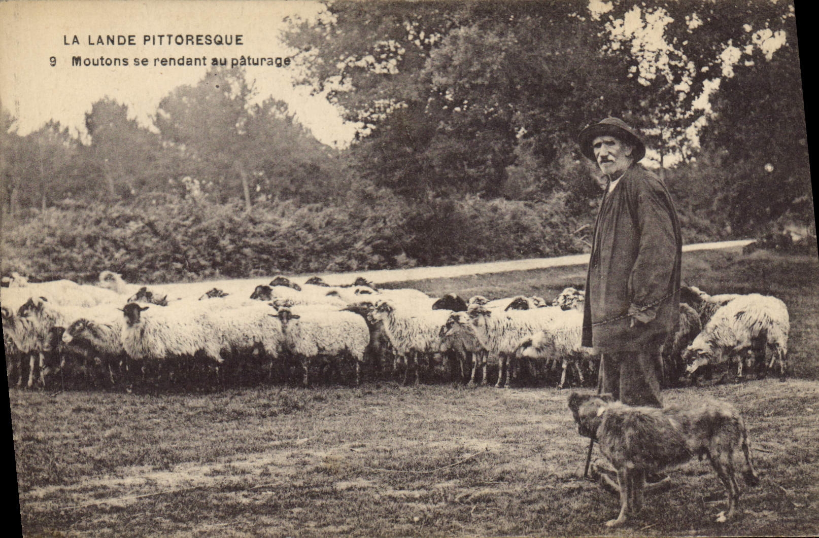 CPA Folklore La Lande Moutons se rendant au paturage Moutons Chien