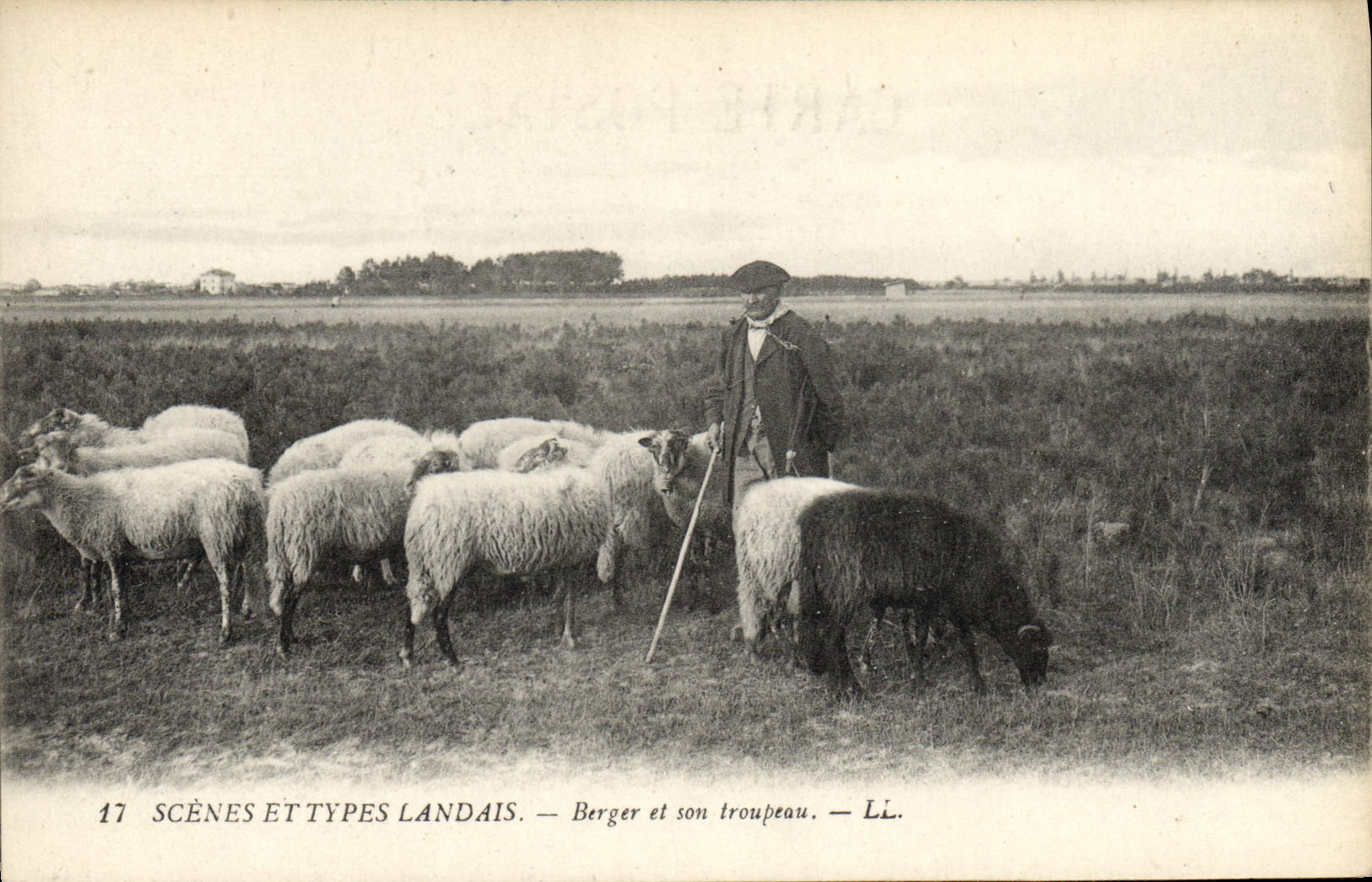 Vintage Postcard Folklore Shepherd and his herd Sheep