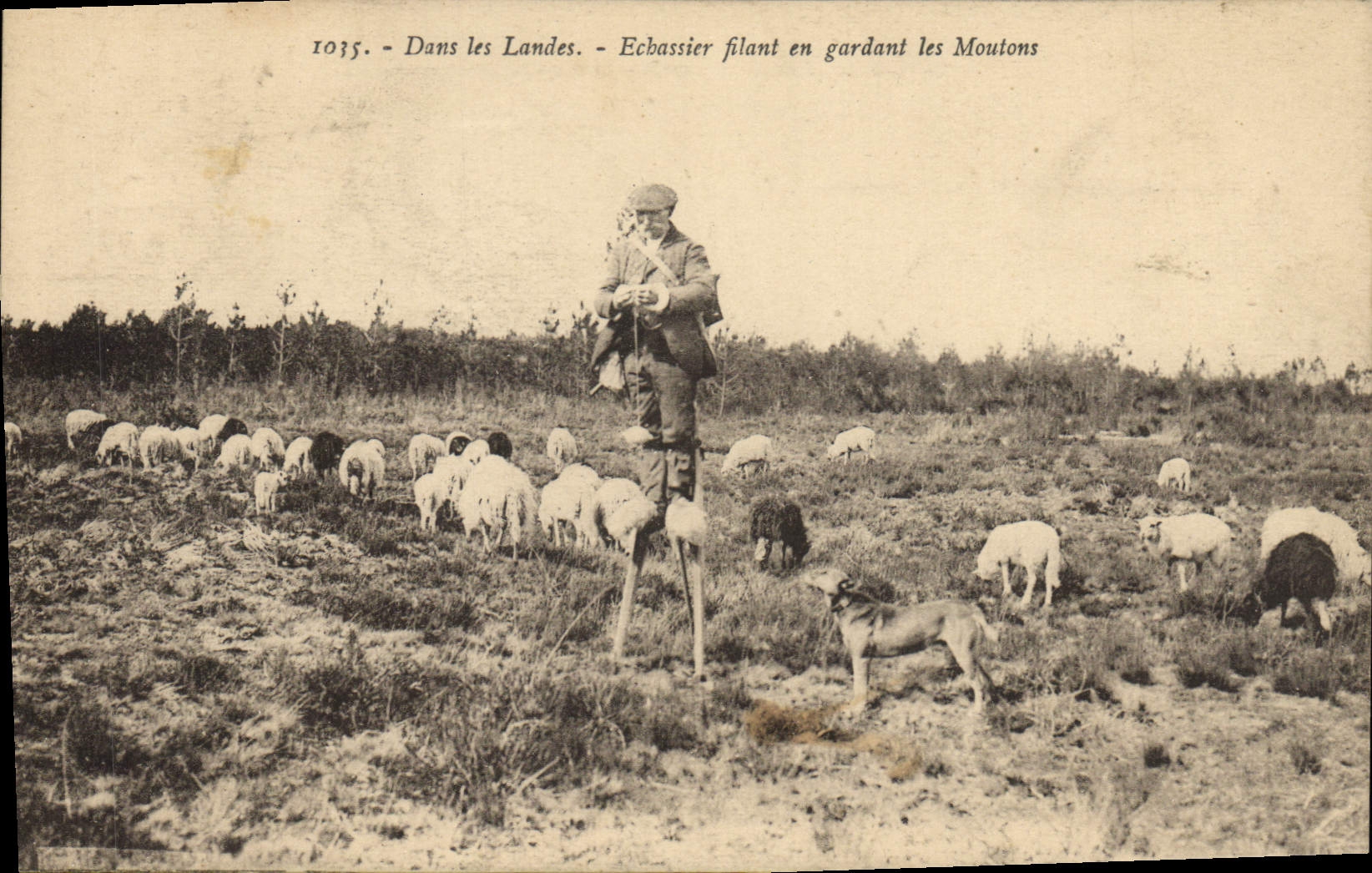 CPA Folklore Dans les Landes Echassier filant en gardant les moutons