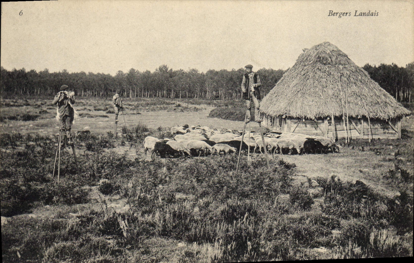 CPA Folklore Bergers landais Moutons