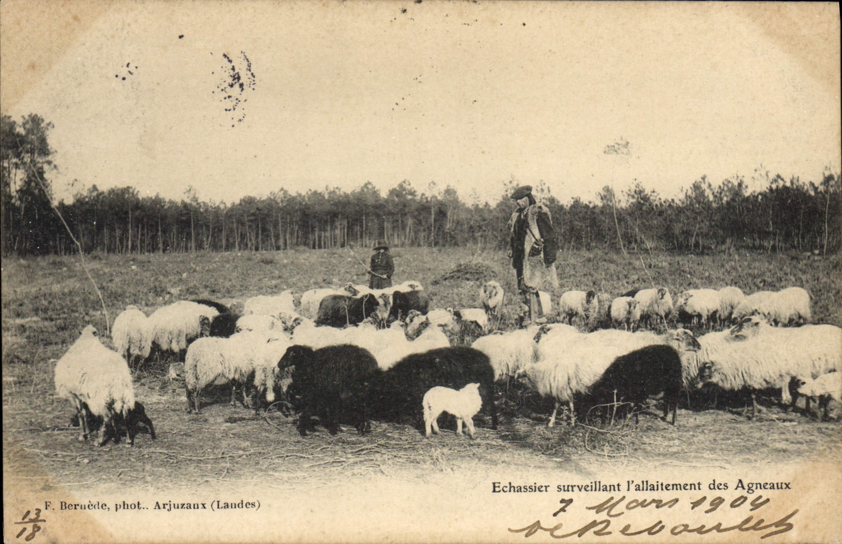 CPA Folklore Echassier surveillant l'allaitement des agneaux Moutons