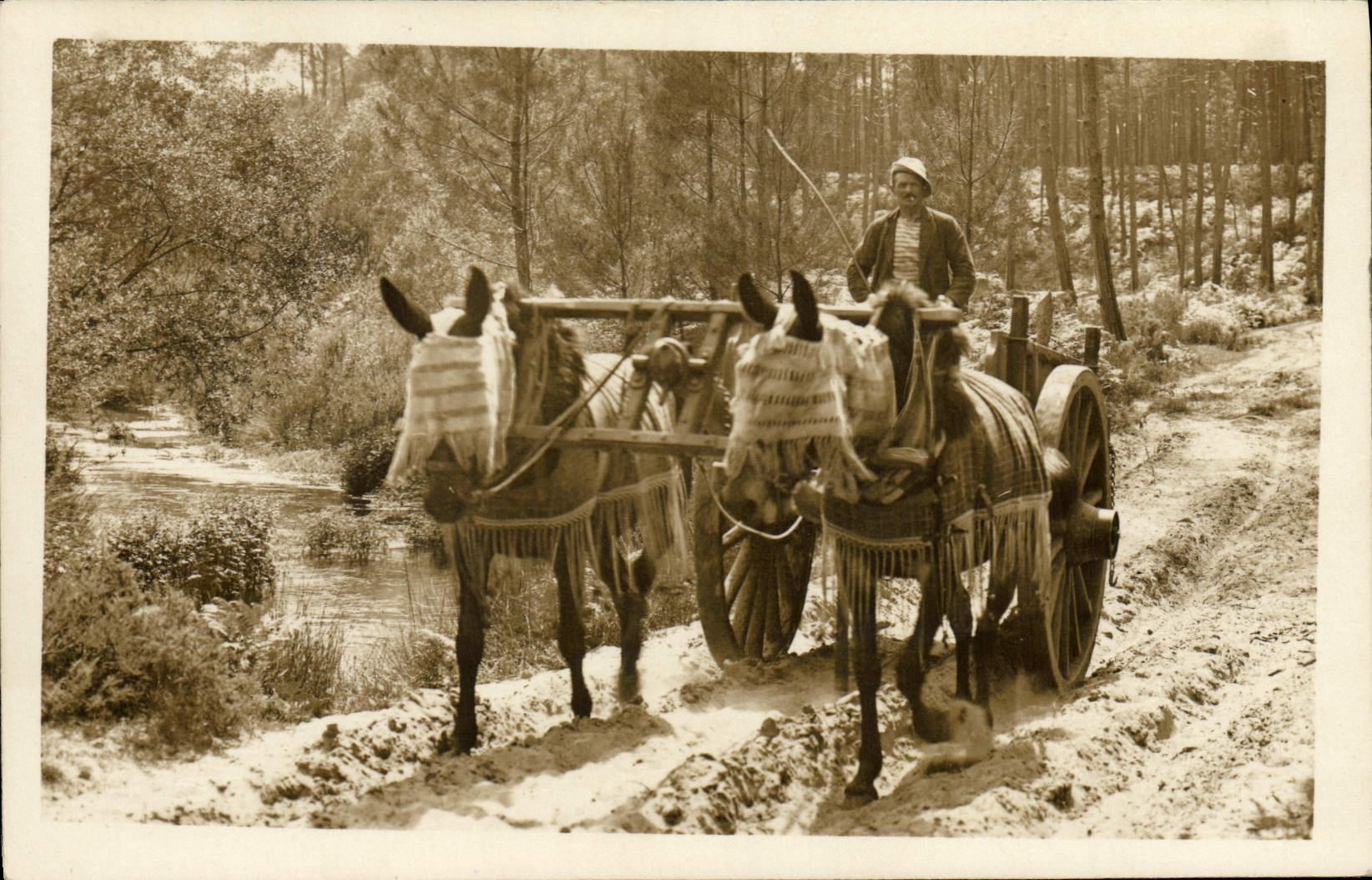 CPA Folklore Attelage Landes