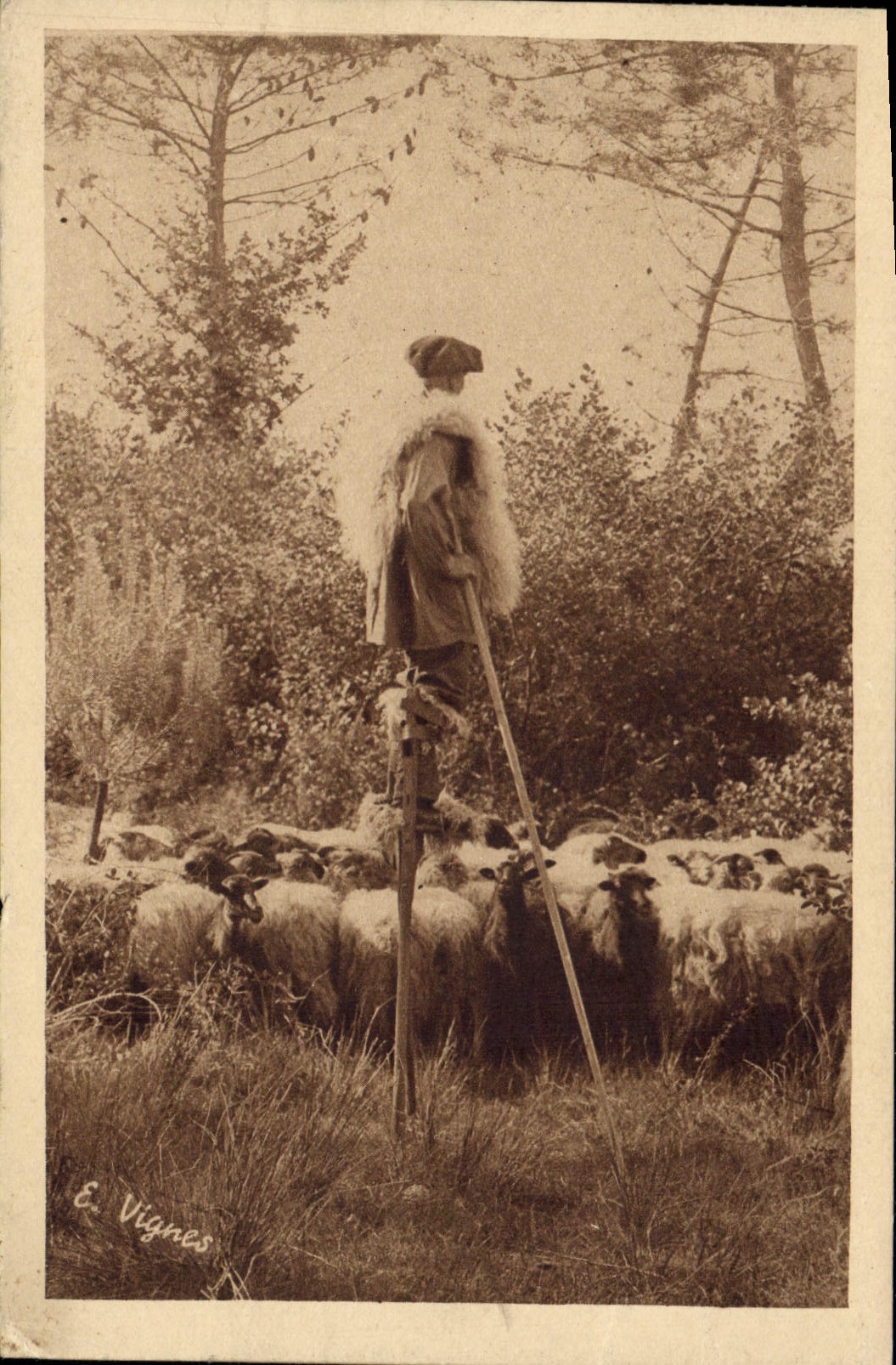 Vintage Postcard Folklore a wader keeping its sheep