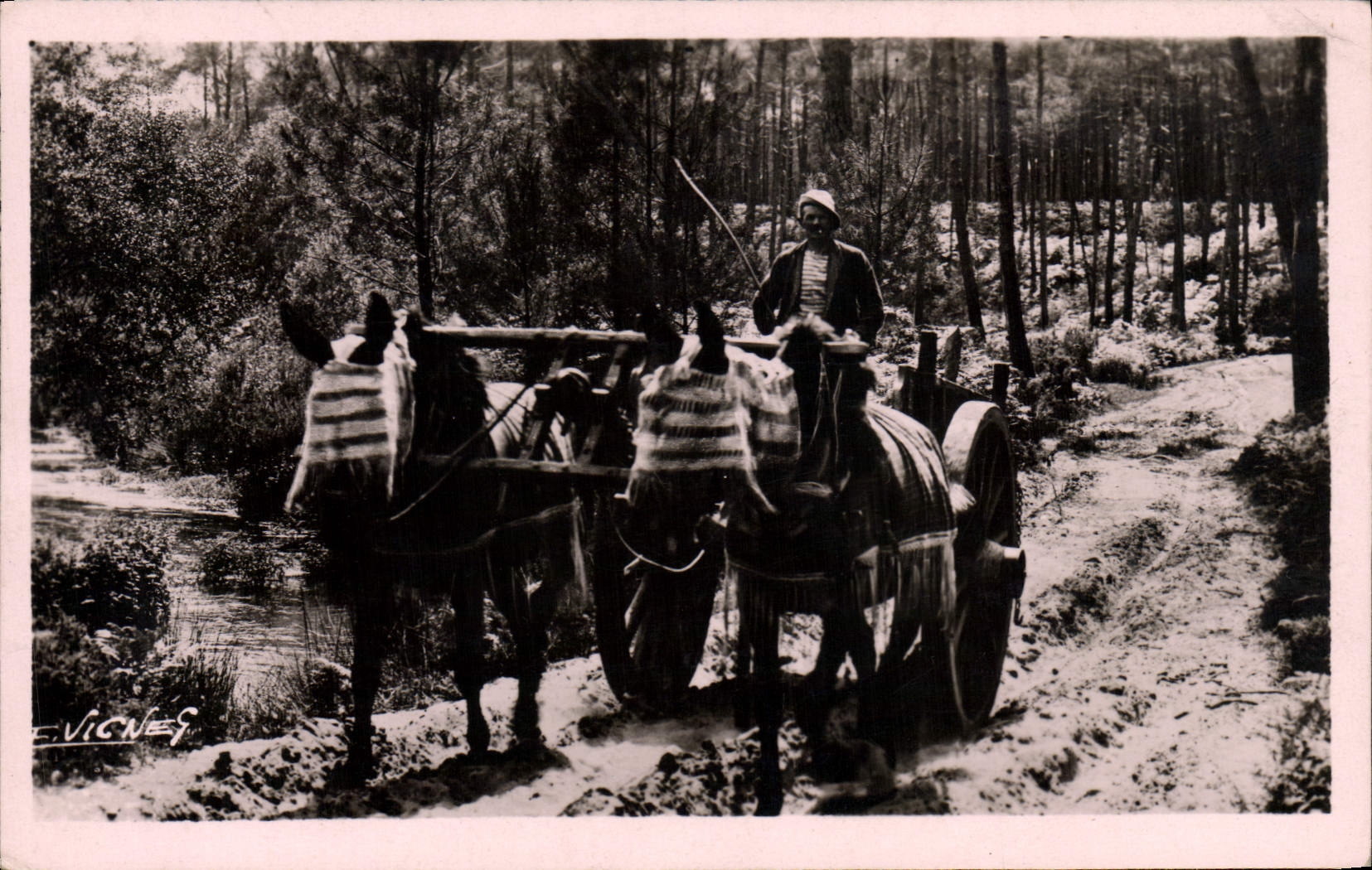 CPA Folklore Au soleil des landes Attelage de mules en ete 