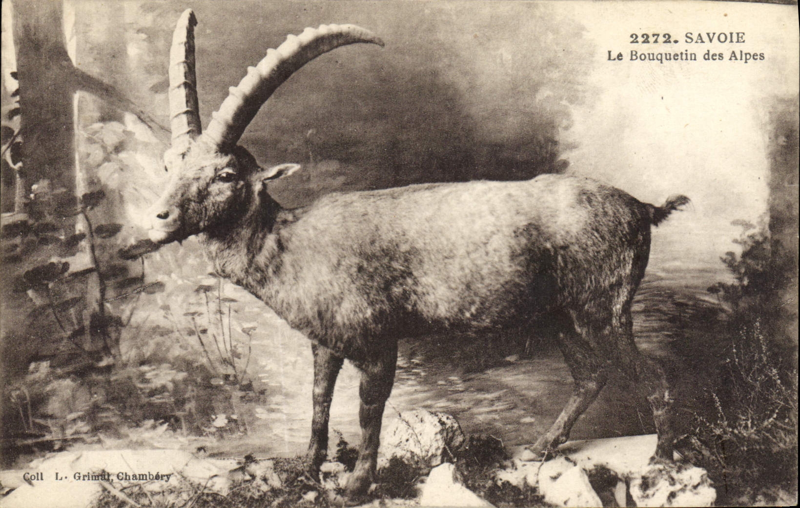 CPA Savoie le bouquetin des Alpes 
