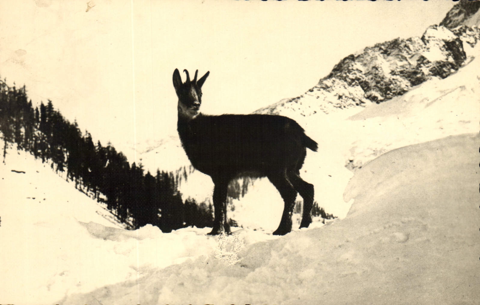 CPM Chamonix 