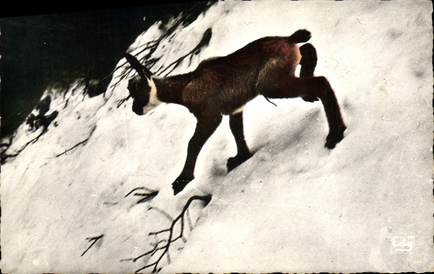 CPA Un bebe chamois Les premiers pas dans la neige Sujet vivant en liberte 