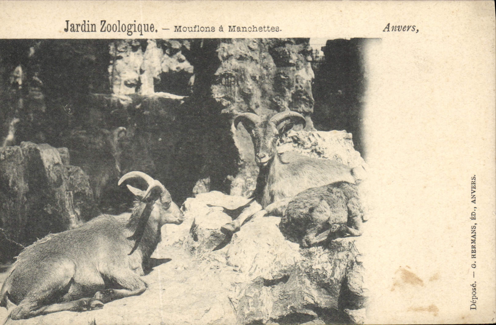 CPA Jardin zoologique Mouflons a manchettes Zoo Anvers 