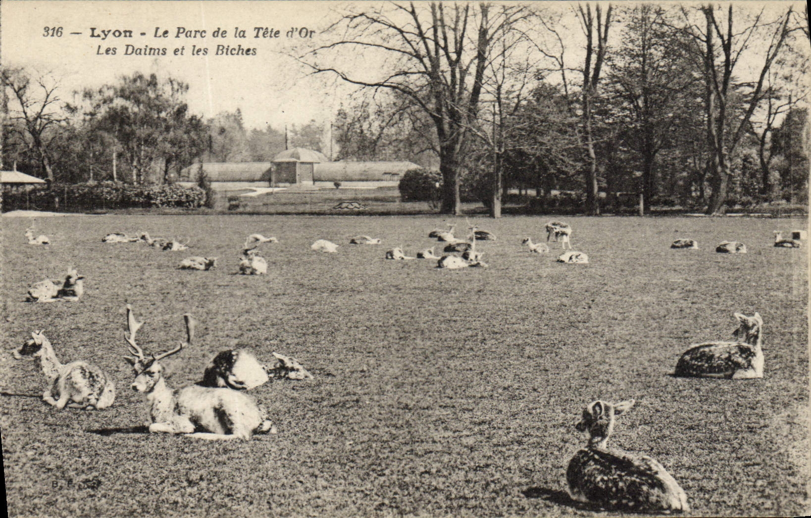 Vintage Postcard Lyon Park of the Gold Head deer and hinds