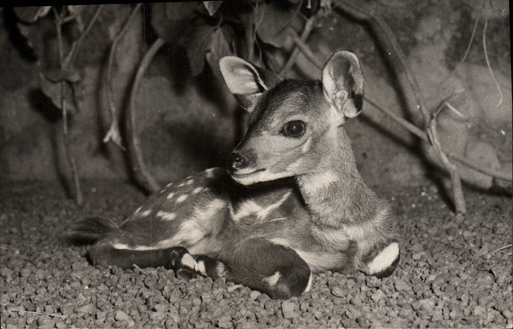 CPM Biche 