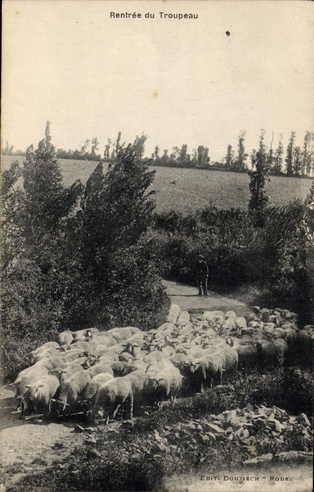 Postal Vuelta a entrar de la manada Ovejas