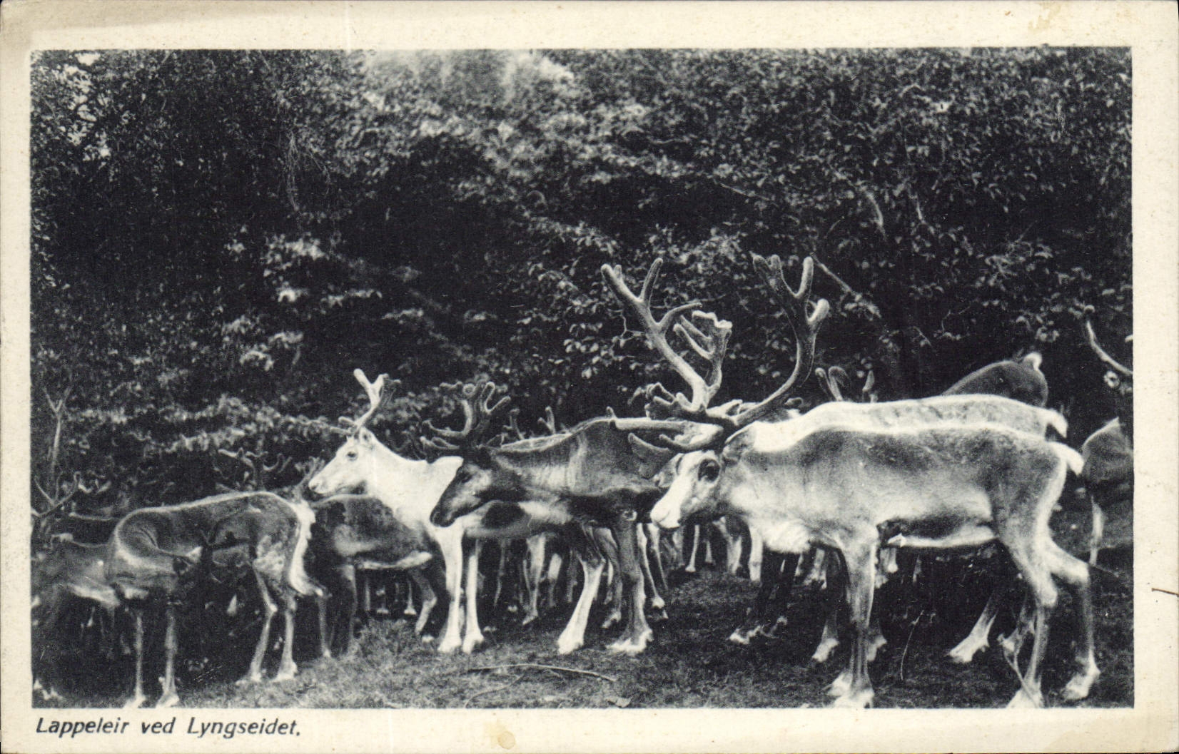 CPA Lappeleir ved Lyngseidet 