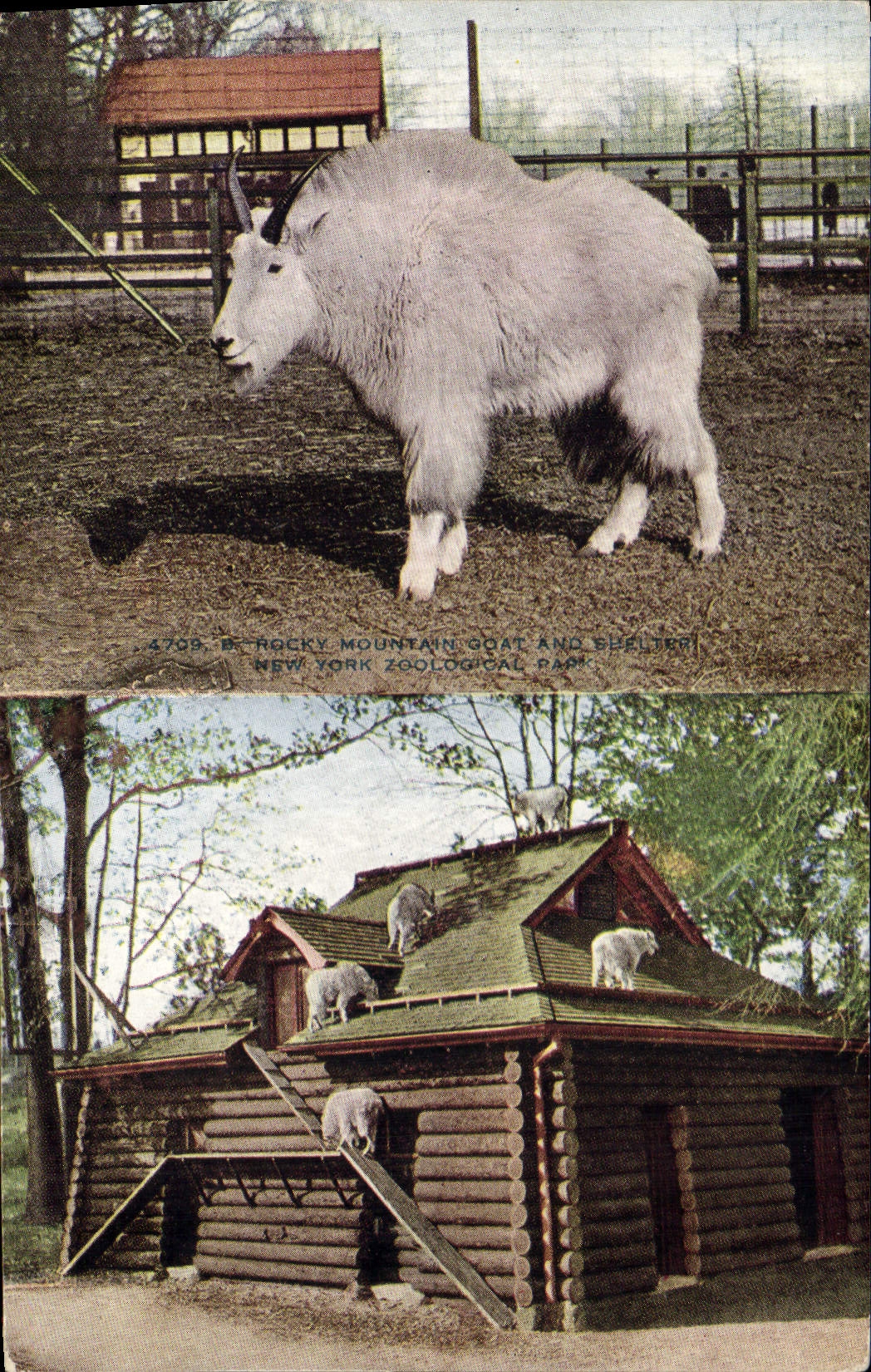 CPA New York zoological Park A rocky mountain Goat and shelter Chevre 