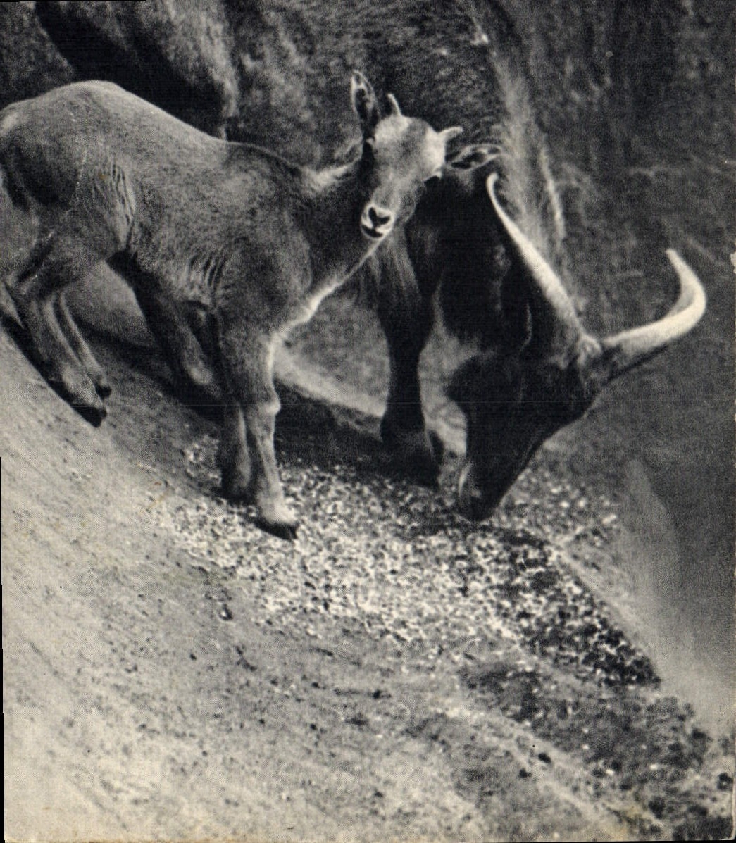 CPA Un mouflon a manchettes et son petit Afrique du Nord Zoo Vincennes