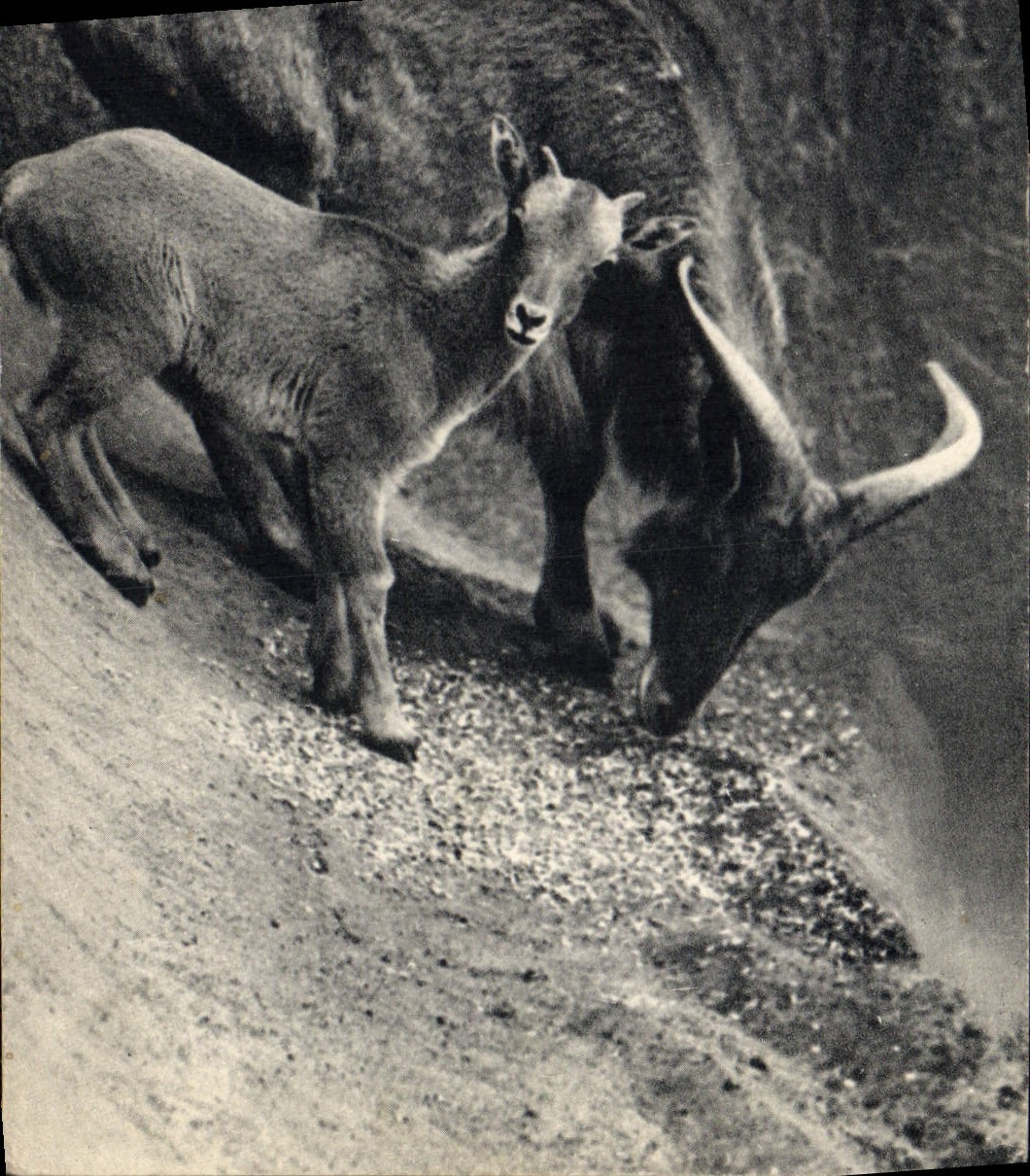 CPA Un mouflon a manchettes et son petit Afrique du Nord Zoo Vincennes
