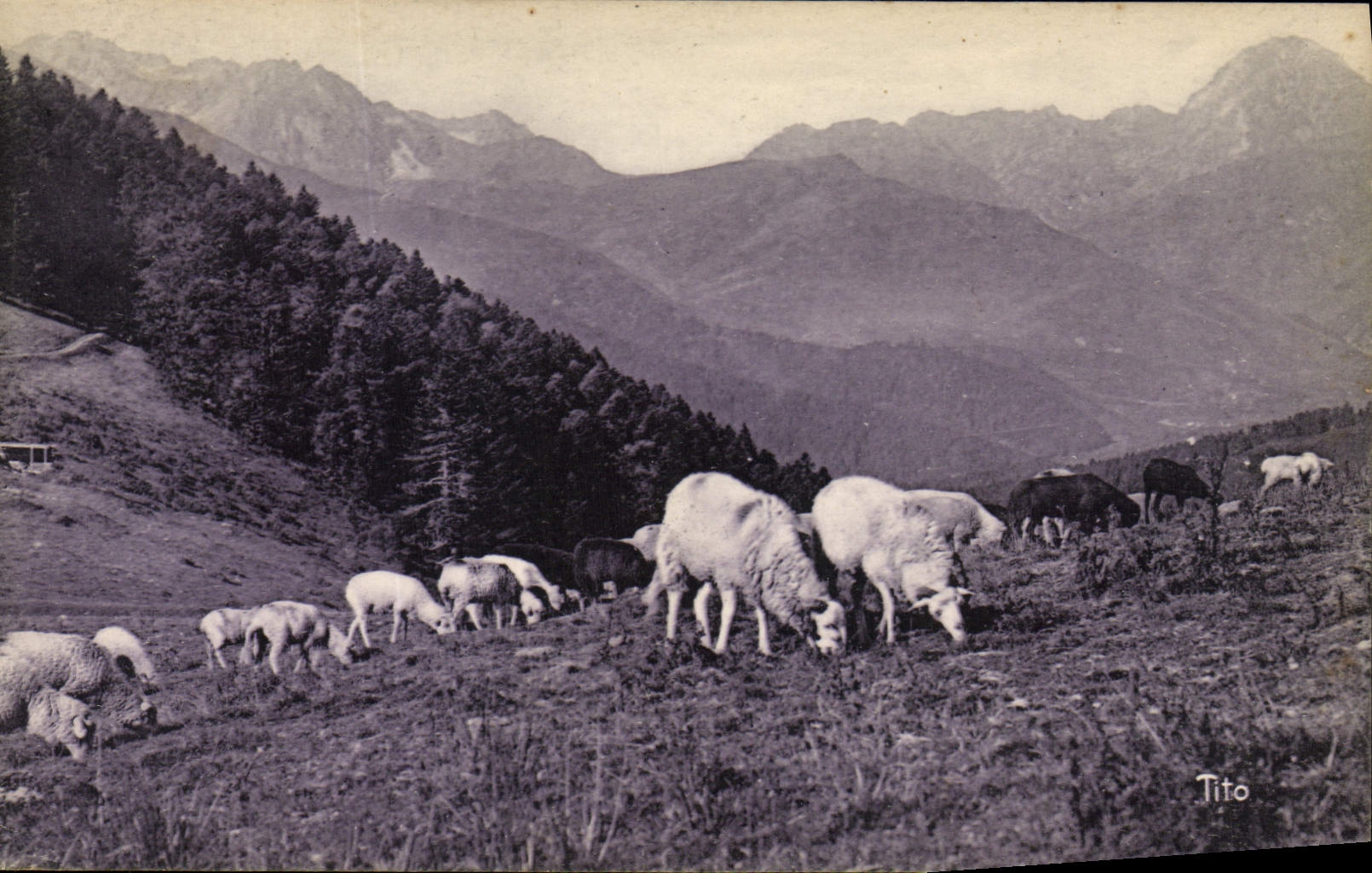 CPA Pyrenees Le Col d'Aspin Moutons au paturage